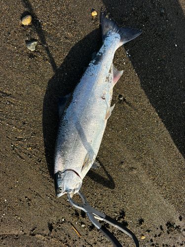 サクラマスの釣果