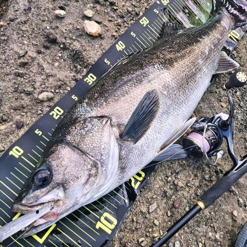 シーバスの釣果