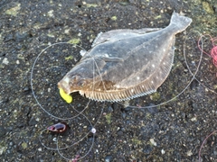 カレイの釣果
