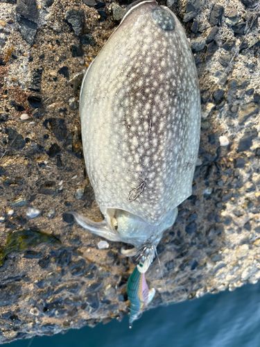 イカの釣果