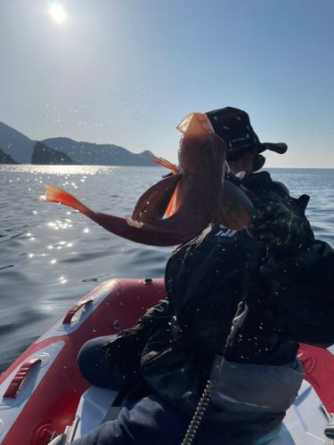 ホウボウの釣果