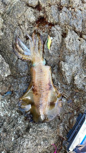 アオリイカの釣果
