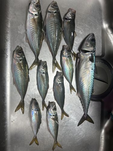 マアジの釣果