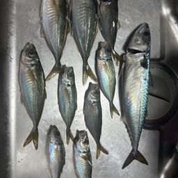 マアジ