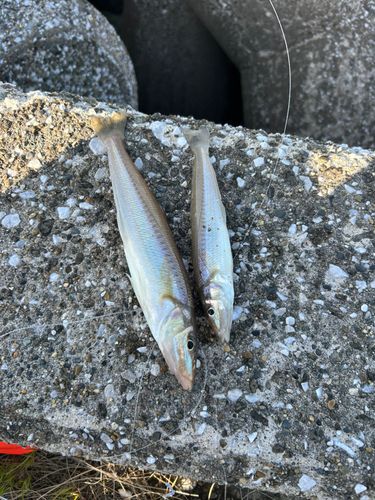 シロギスの釣果