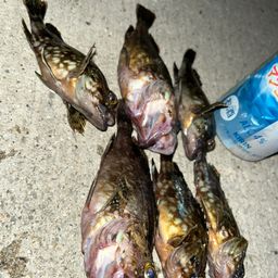 カサゴ