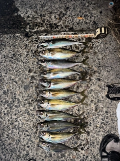 アジの釣果