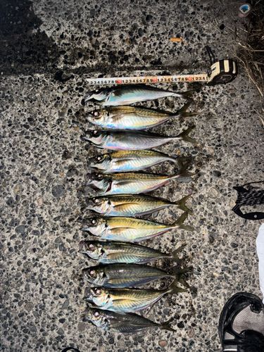 アジの釣果