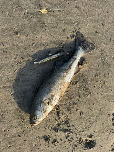 セイゴ（マルスズキ）の釣果