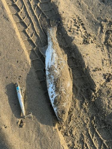 セイゴ（マルスズキ）の釣果