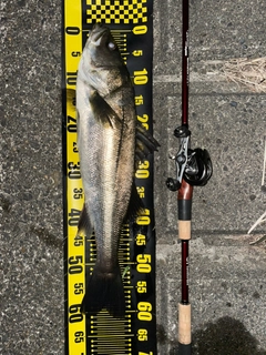 Fishman 願っ Beams Crawla 9.2L+ シーバスロッド 04c49