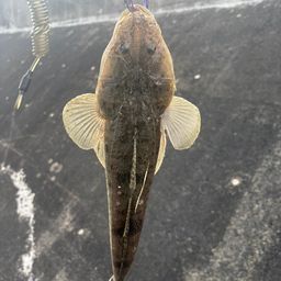 マゴチ