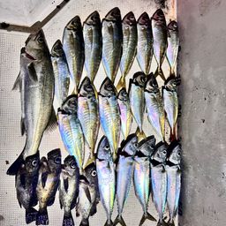 アジ