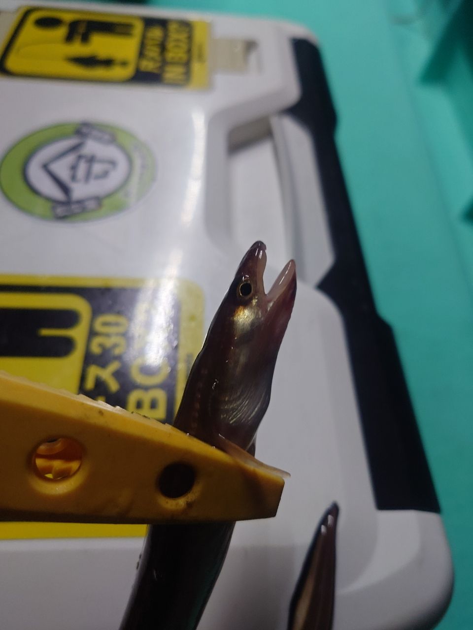 カワハギ太郎さんの釣果 2枚目の画像