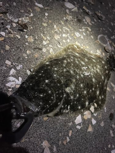 ヒラメの釣果
