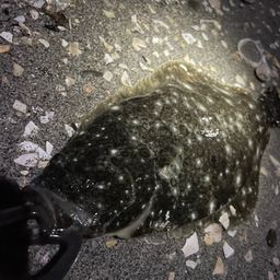 ヒラメ