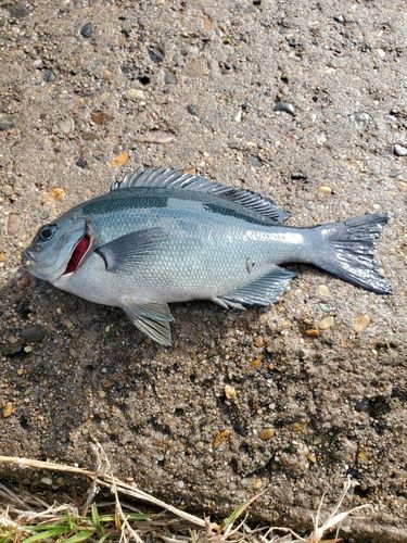 メジナの釣果