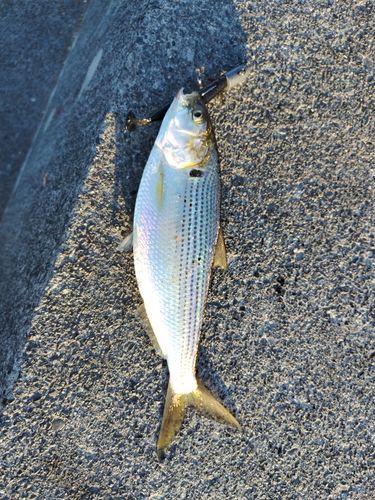 コノシロの釣果