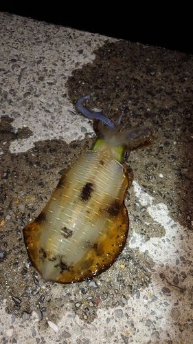 アオリイカの釣果