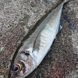 アジ