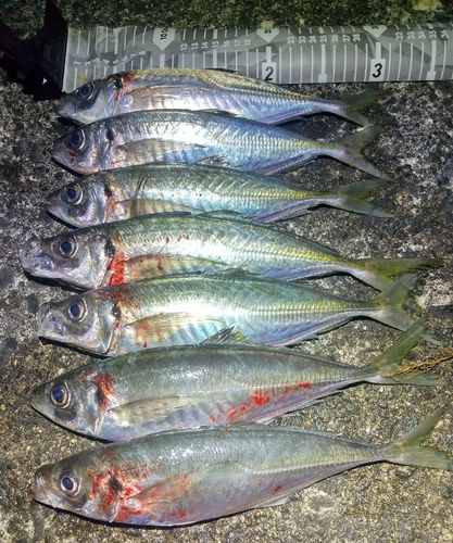 アジの釣果