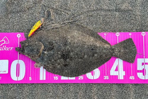 ヒラメの釣果