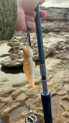 エソの釣果