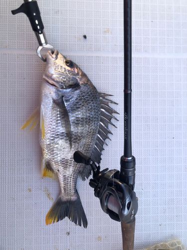 キビレの釣果