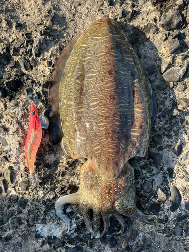 モンゴウイカの釣果