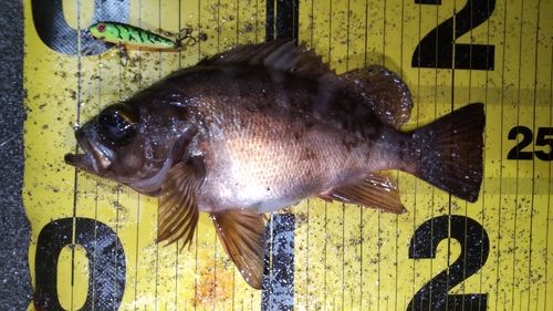 メバルの釣果