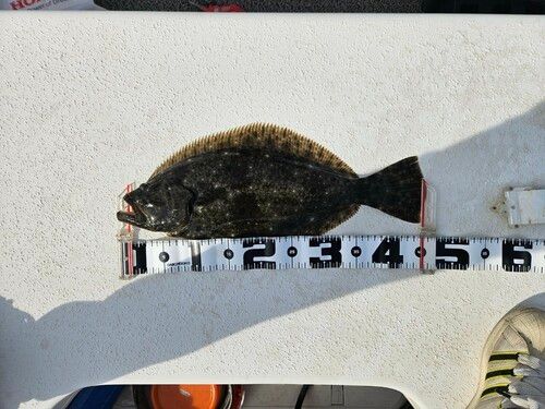 ヒラメの釣果