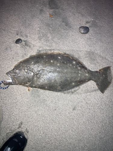 ヒラメの釣果