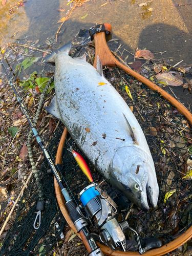 サクラマスの釣果