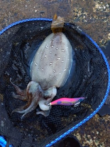 モンゴウイカの釣果