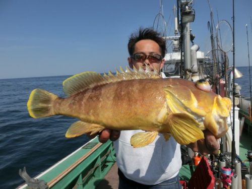 アオハタの釣果