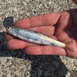 カタクチイワシ