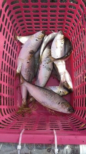 コノシロの釣果