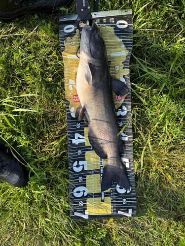 アメリカナマズの釣果