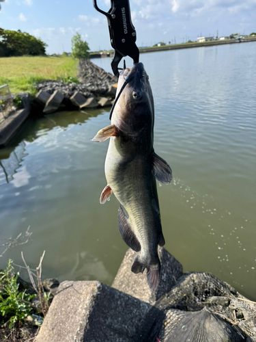 アメリカナマズの釣果