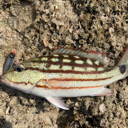 アミメフエダイ