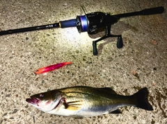 シーバスの釣果