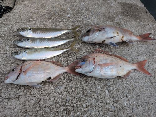 マアジの釣果