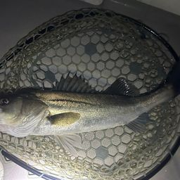 シーバス