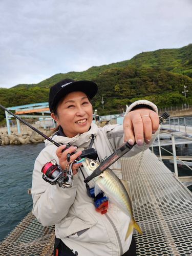 マアジの釣果