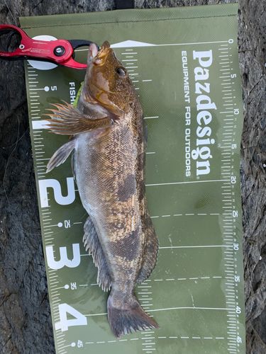 アイナメの釣果