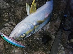 ヒラマサの釣果