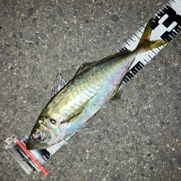 アジ