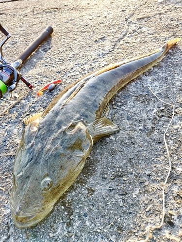 マゴチの釣果