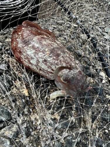 コウイカの釣果