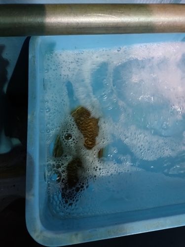 コウイカの釣果
